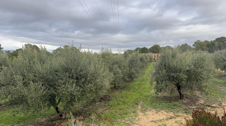 Tarragona - Vallmoll - 125000m2