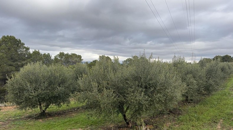 Tarragona - Vallmoll - 125000m2