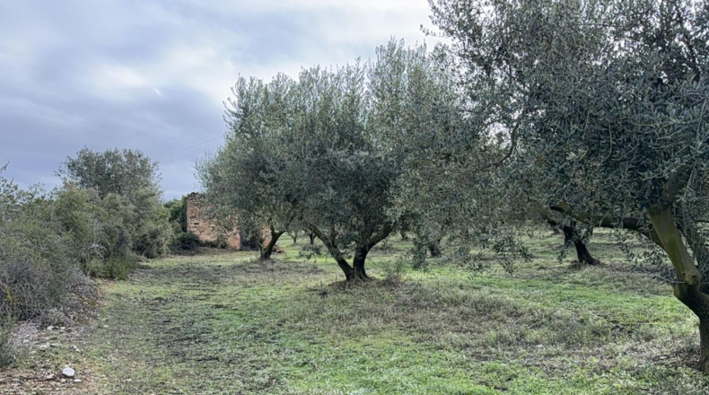 Tarragona - Vallmoll - 20000m2