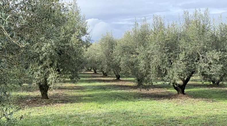 Tarragona - Vallmoll - 20000m2
