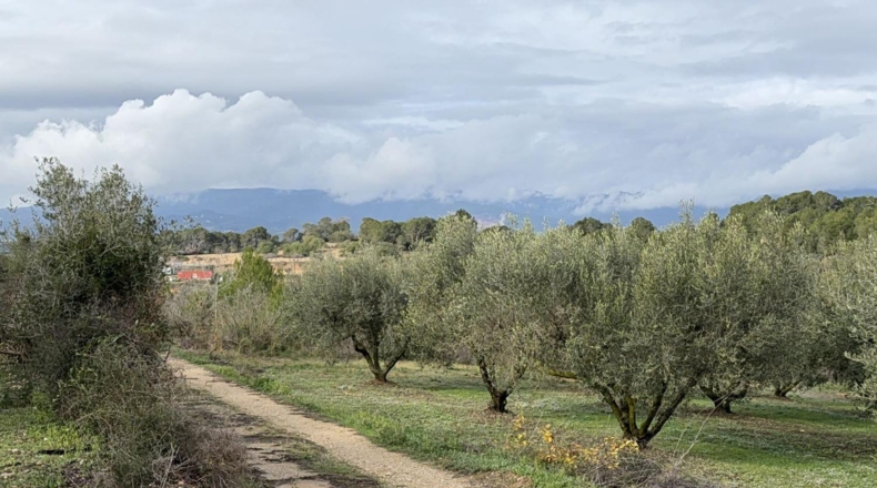 Tarragona - Vallmoll - 20000m2