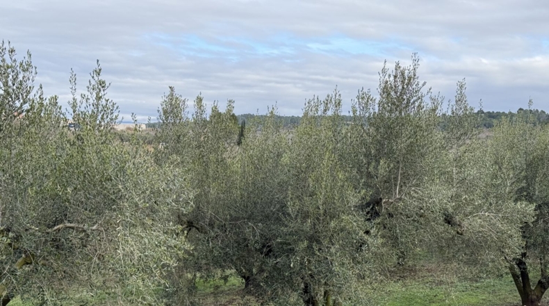 Tarragona - Vallmoll - 20000m2