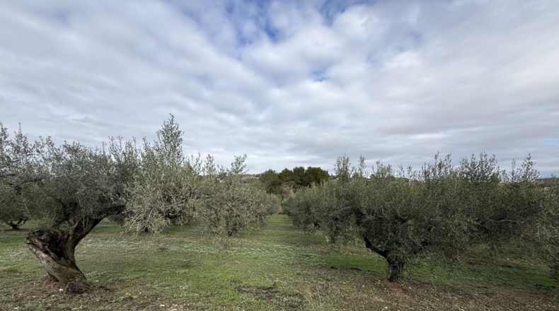 Tarragona - Vallmoll - 20000m2