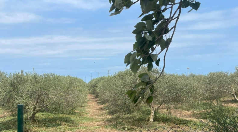 Tarragona - Amposta - 5802m2