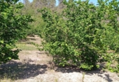 Rural estate for sale on España, Falset, ref: TR74797 photo