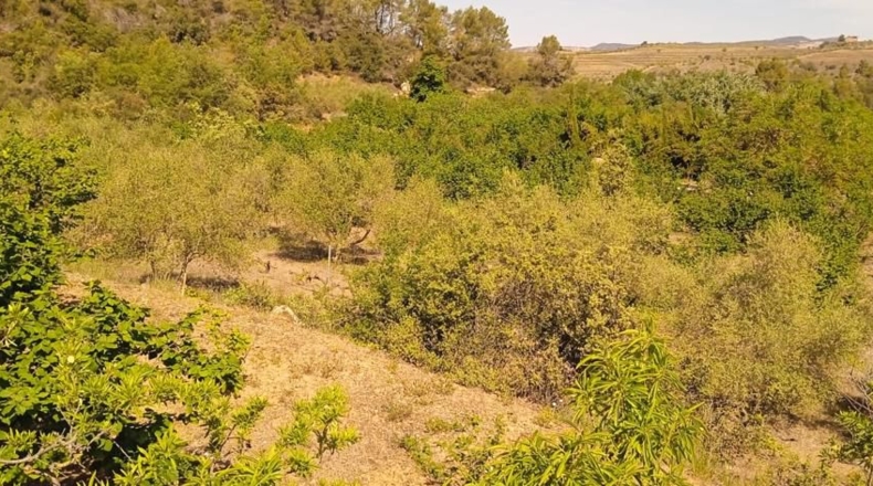 Tarragona - Falset - 9000m2