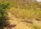 Rural estate for sale on España, Falset, ref: TR74797 photo