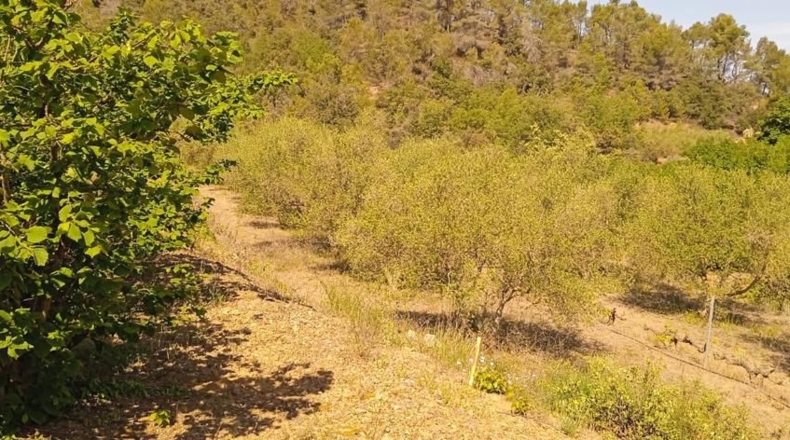 Tarragona - Falset - 9000m2