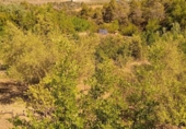 Rural estate for sale on España, Falset, ref: TR74797 photo