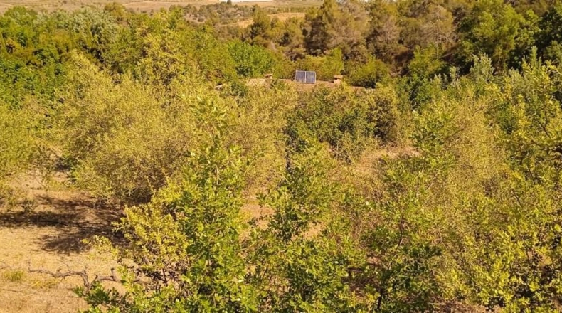 Tarragona - Falset - 9000m2
