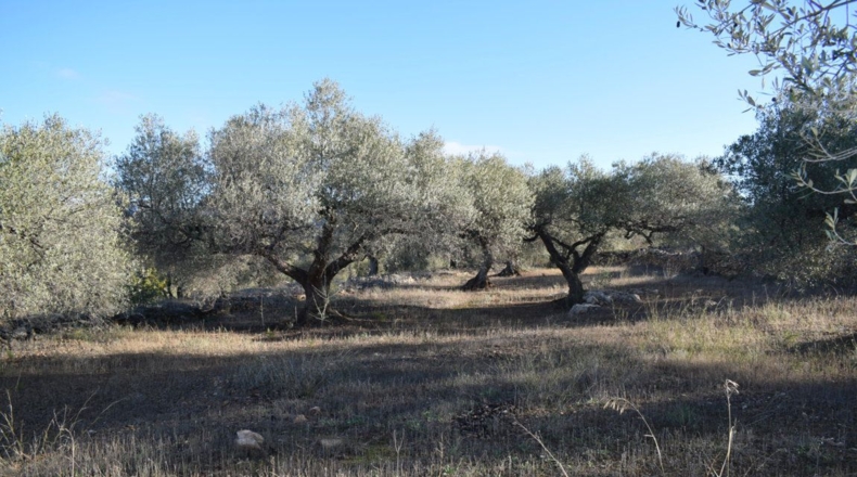 Tarragona - Tortosa - 7921m2