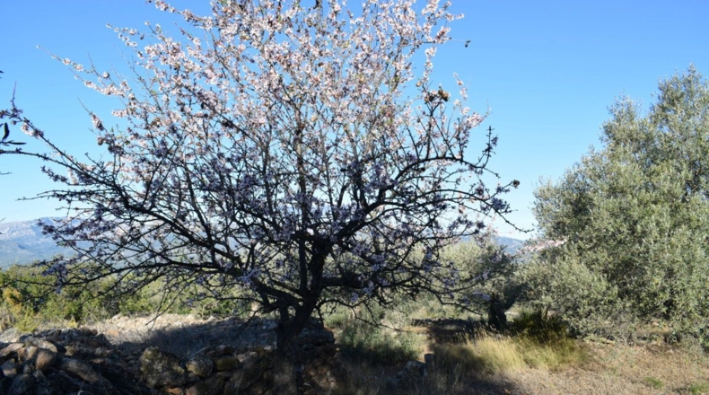 Tarragona - Tortosa - 7921m2