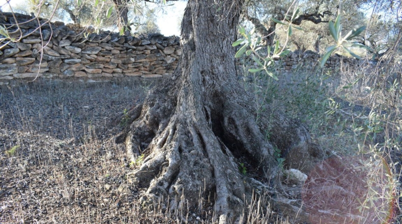 Tarragona - Tortosa - 7921m2