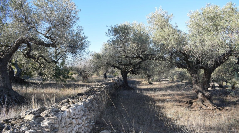 Tarragona - Tortosa - 7921m2