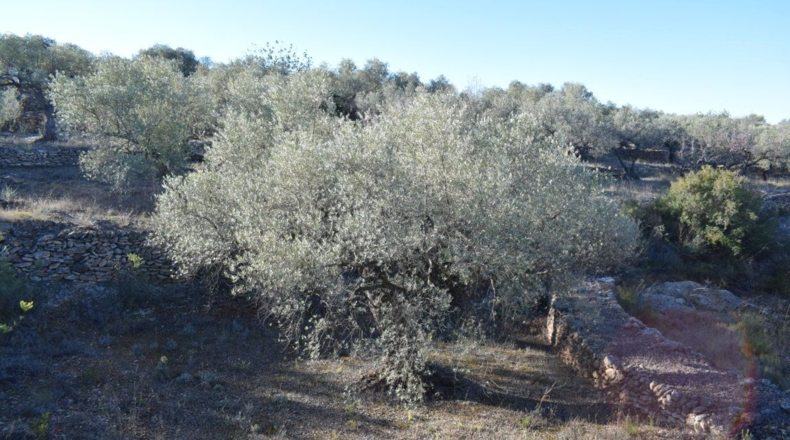 Tarragona - Tortosa - 7921m2
