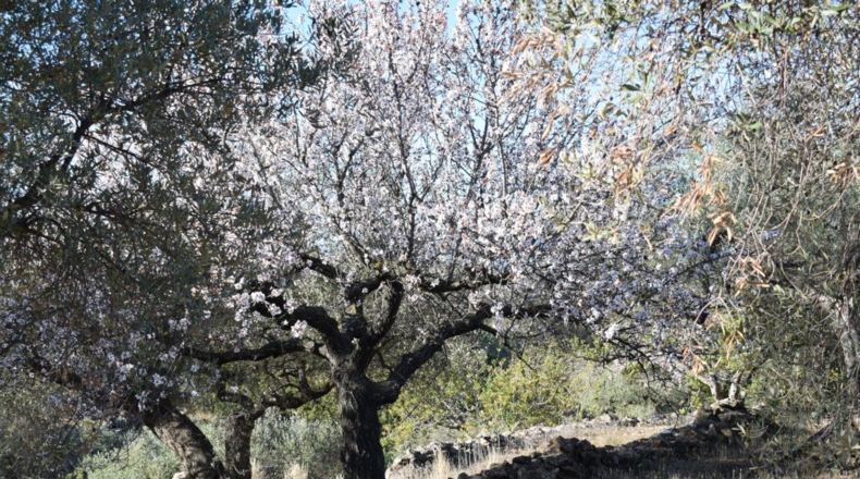 Tarragona - Tortosa - 7921m2