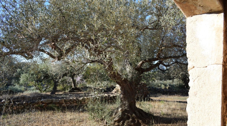 Tarragona - Tortosa - 7921m2