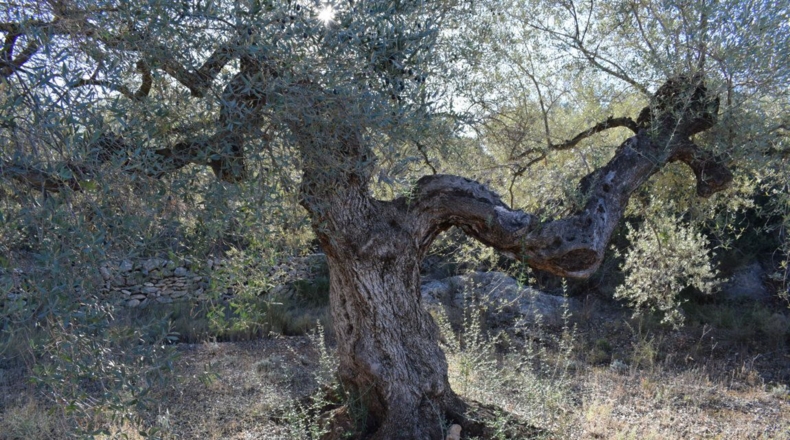 Tarragona - Tortosa - 7921m2