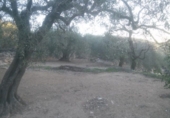 Finca rústica en venda a Tortosa ref.: TR40936 foto