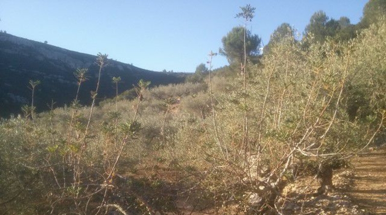 Tarragona - Tortosa - 41348m2