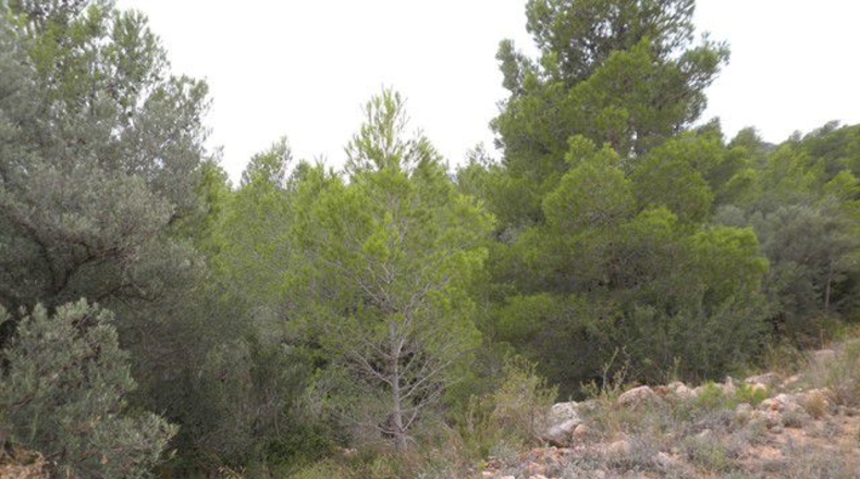 Tarragona - Xerta - 12674m2