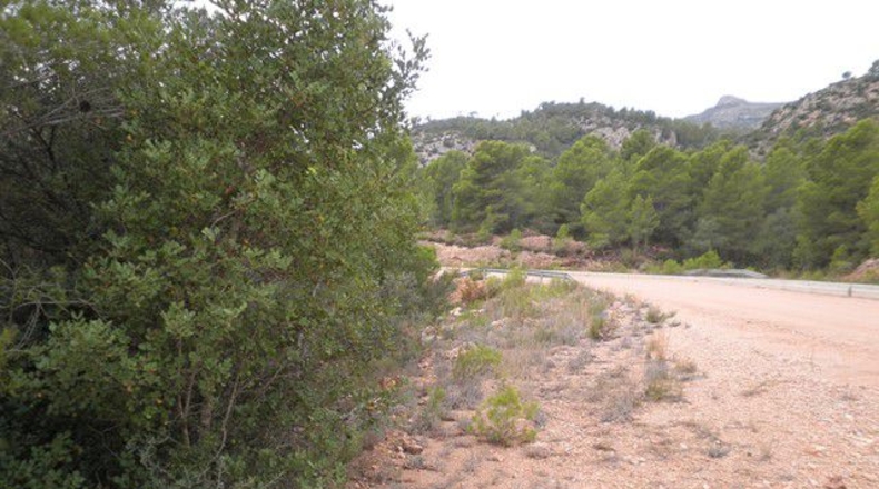 Tarragona - Xerta - 12674m2