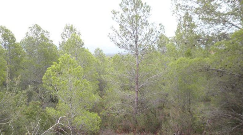 Tarragona - Xerta - 12674m2