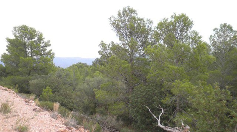 Tarragona - Xerta - 12674m2