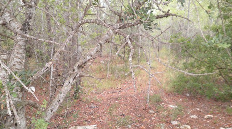 Tarragona - Xerta - 12674m2