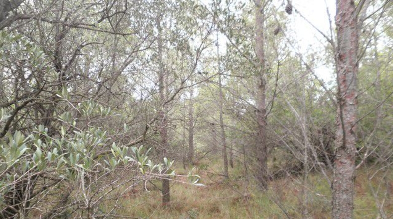 Tarragona - Xerta - 12674m2