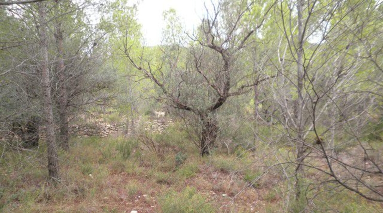 Tarragona - Xerta - 12674m2
