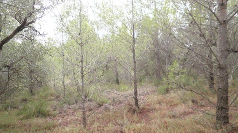 Tarragona - Xerta - 12674m2