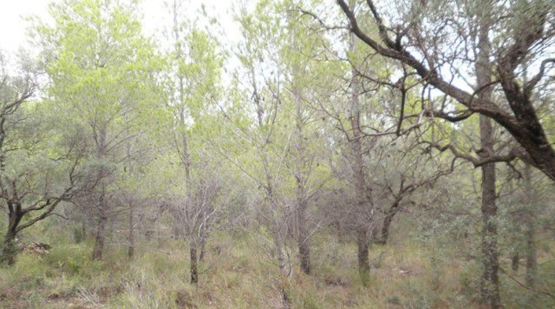 Tarragona - Xerta - 12674m2