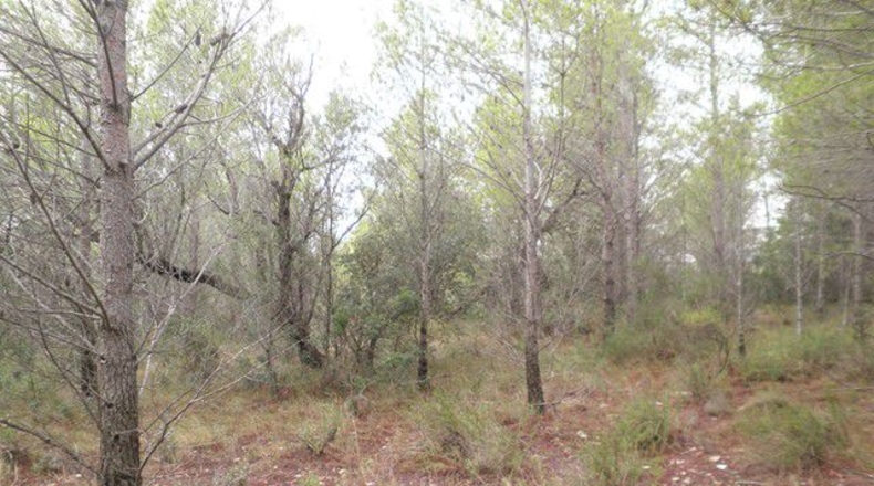 Tarragona - Xerta - 12674m2
