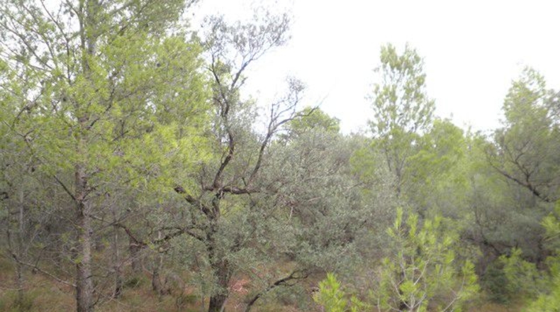 Tarragona - Xerta - 12674m2