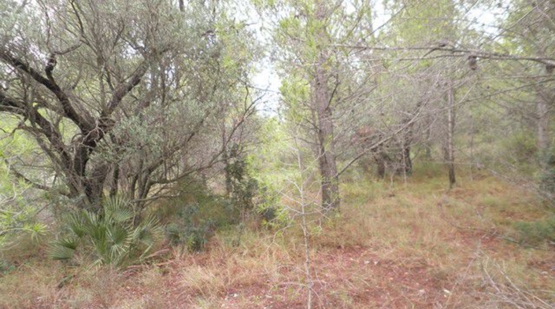 Tarragona - Xerta - 12674m2