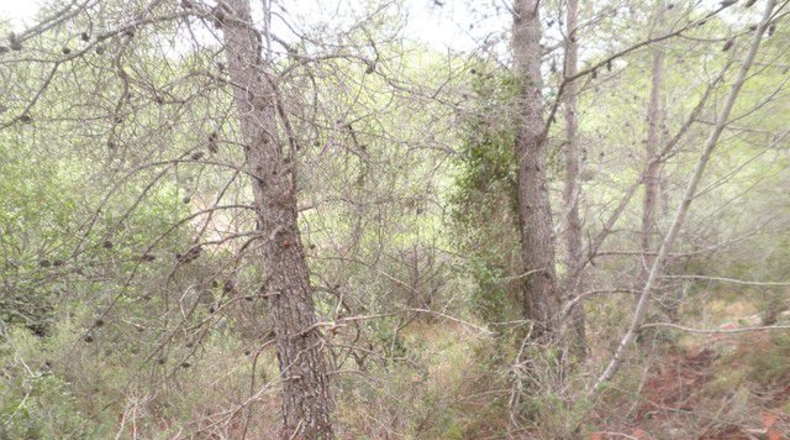 Tarragona - Xerta - 12674m2