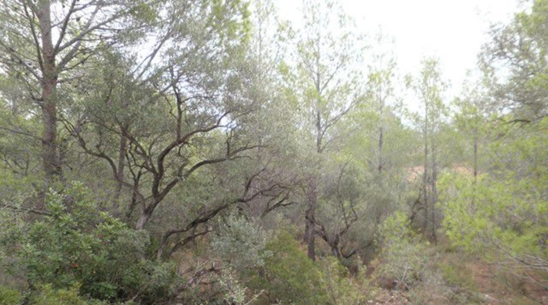 Tarragona - Xerta - 12674m2