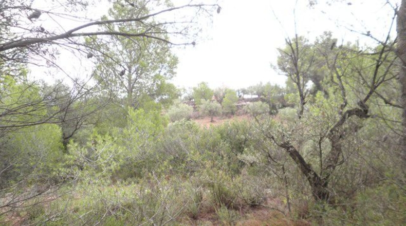 Tarragona - Xerta - 12674m2