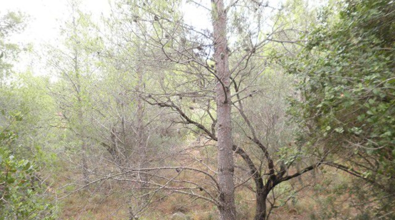Tarragona - Xerta - 12674m2