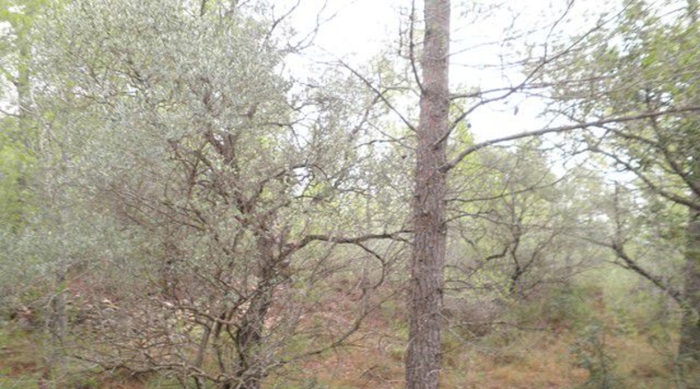 Tarragona - Xerta - 12674m2