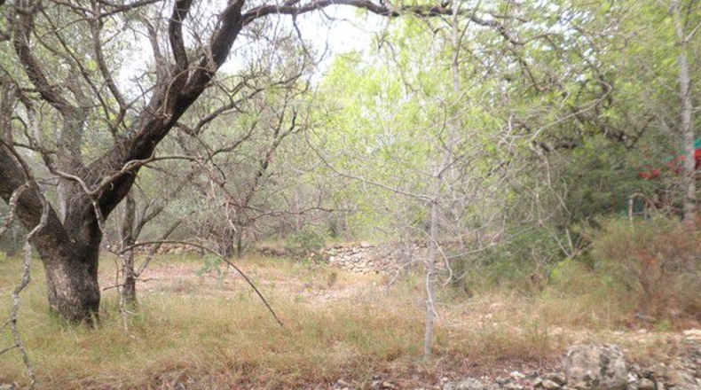 Tarragona - Xerta - 12674m2