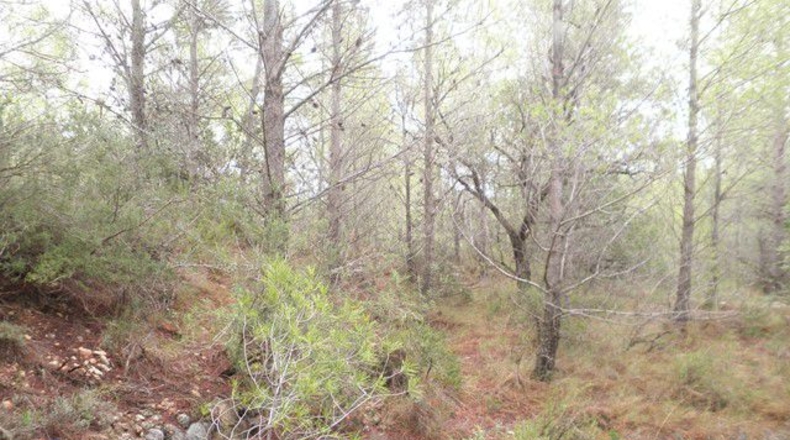 Tarragona - Xerta - 12674m2