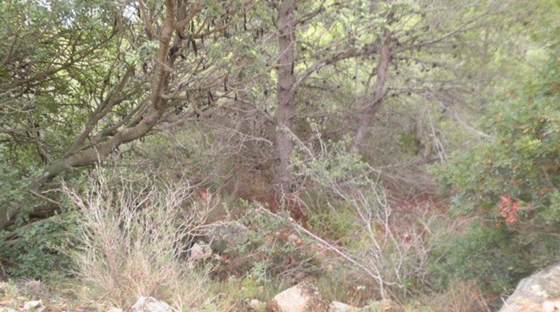 Tarragona - Xerta - 12674m2