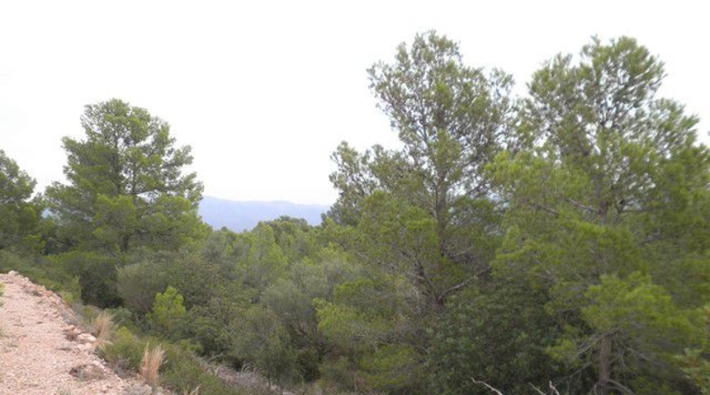 Tarragona - Xerta - 12674m2