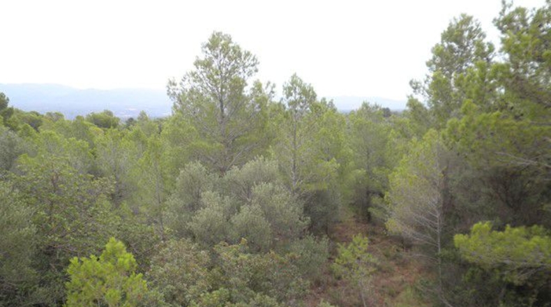 Tarragona - Xerta - 12674m2