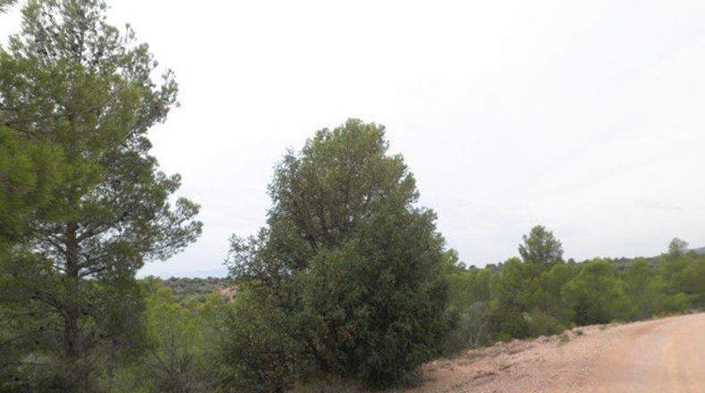 Tarragona - Xerta - 12674m2