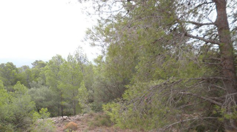 Tarragona - Xerta - 12674m2