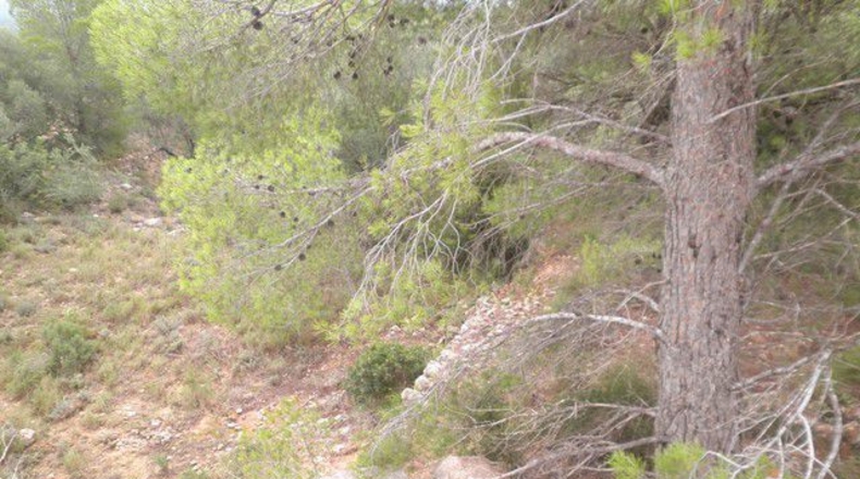 Tarragona - Xerta - 12674m2