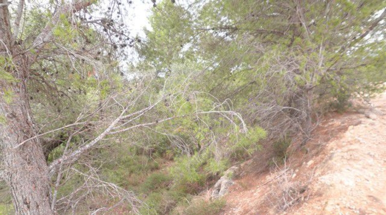 Tarragona - Xerta - 12674m2